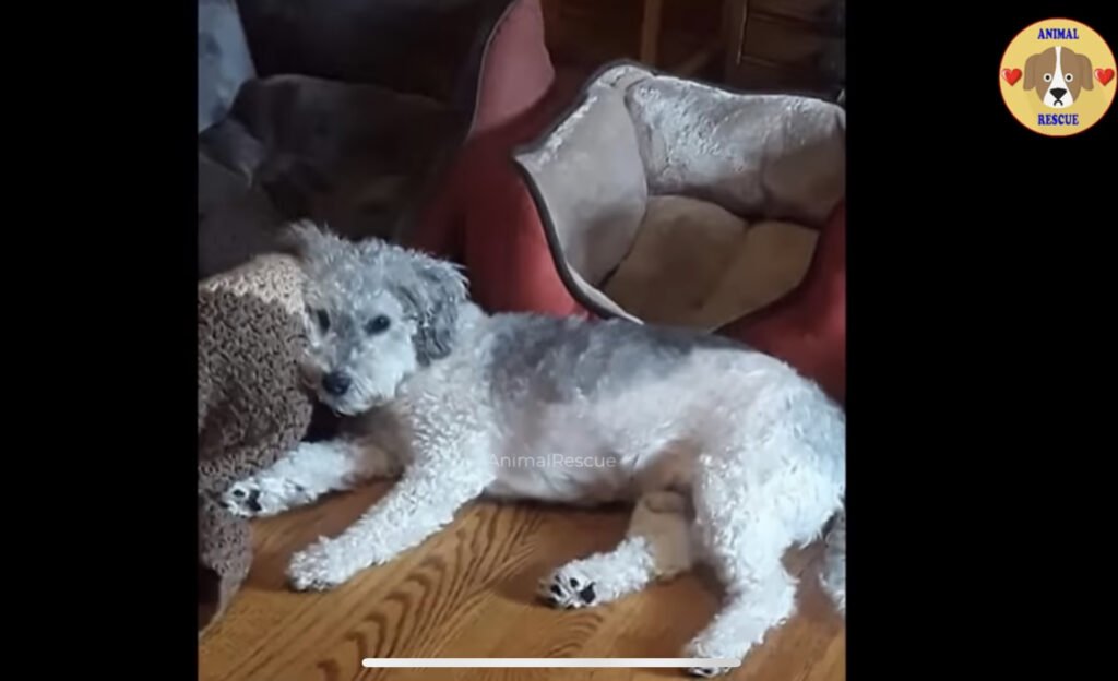 Rescue dog