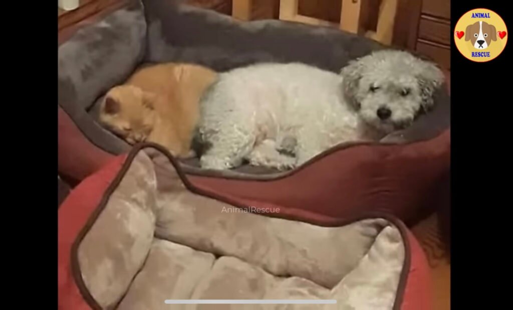 Rescue dog