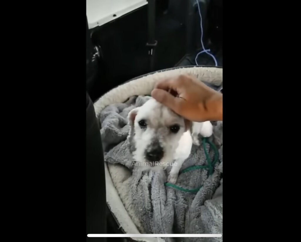 Rescue dog