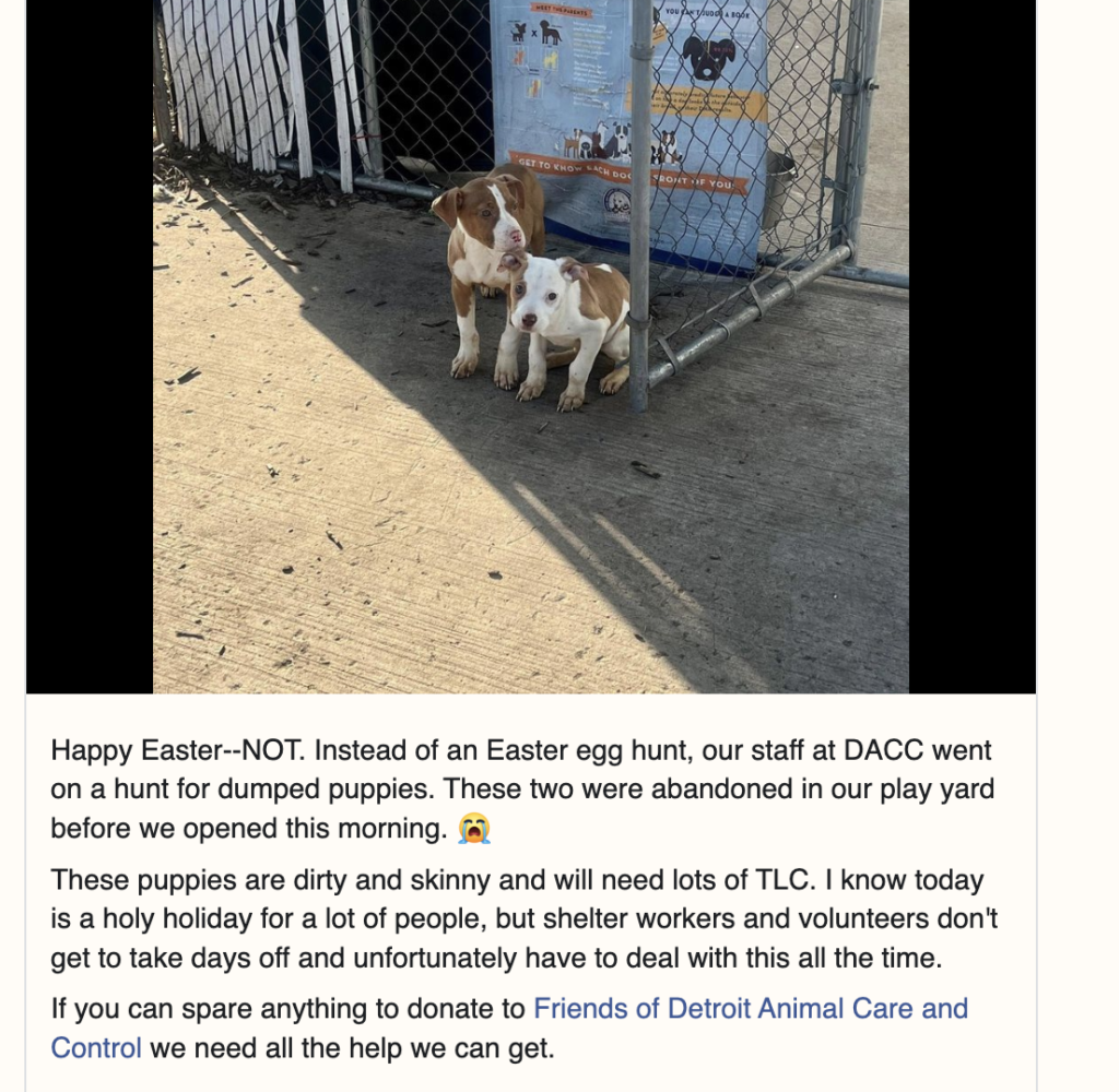 Their dogs were very accepting of him and the family absolutely adores him. Check their story