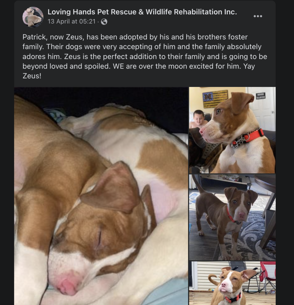 Their dogs were very accepting of him and the family absolutely adores him. Check their story