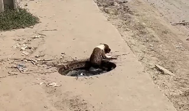 Rescue dog