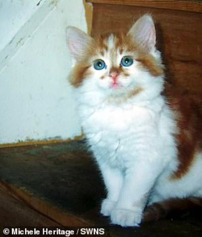 Story of the oldest cat
