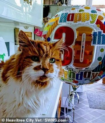 Story of the oldest cat