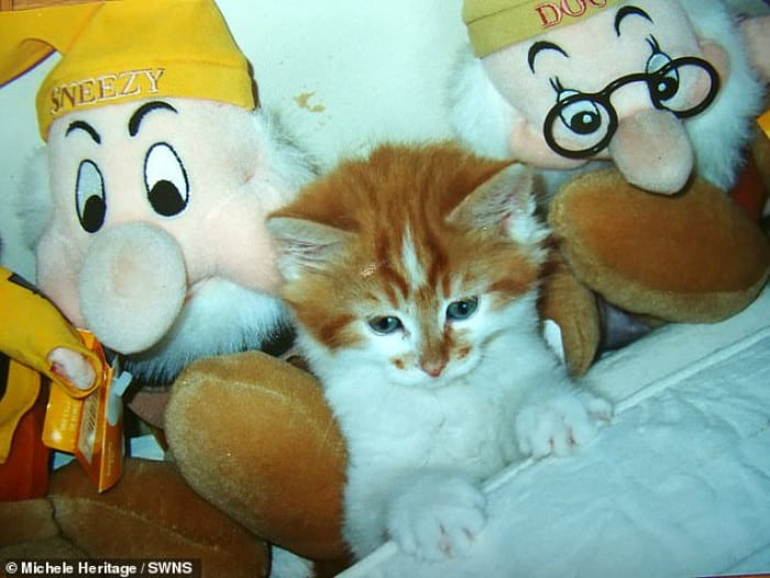 Story of the oldest cat