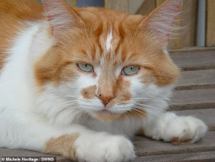 Story of the oldest cat