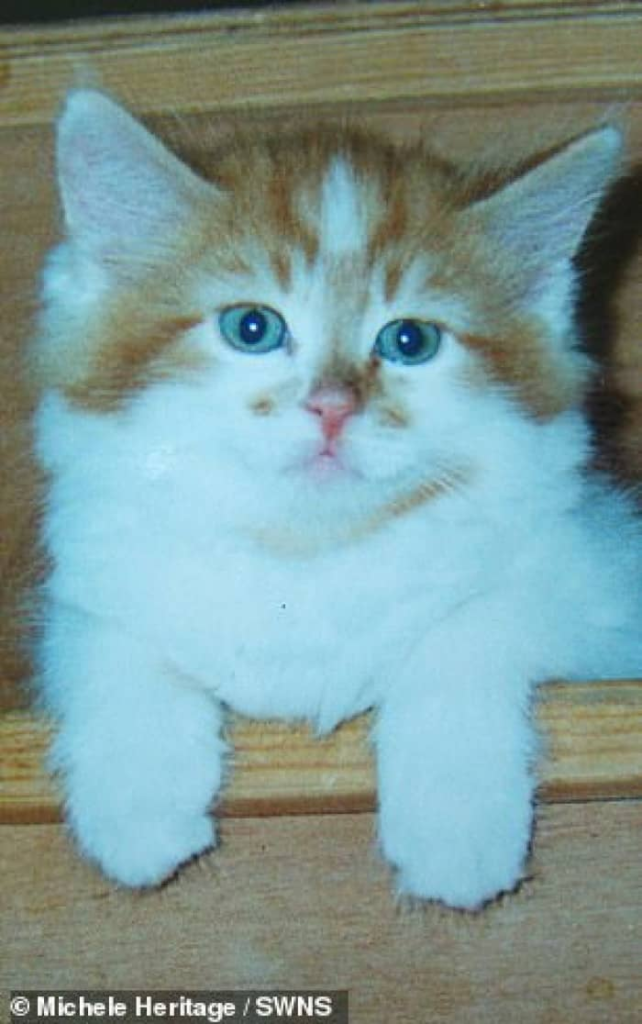 Story of the oldest cat