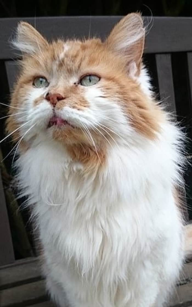 Story of the oldest cat