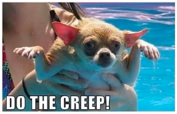 cute dog