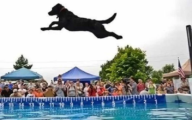 cute dog