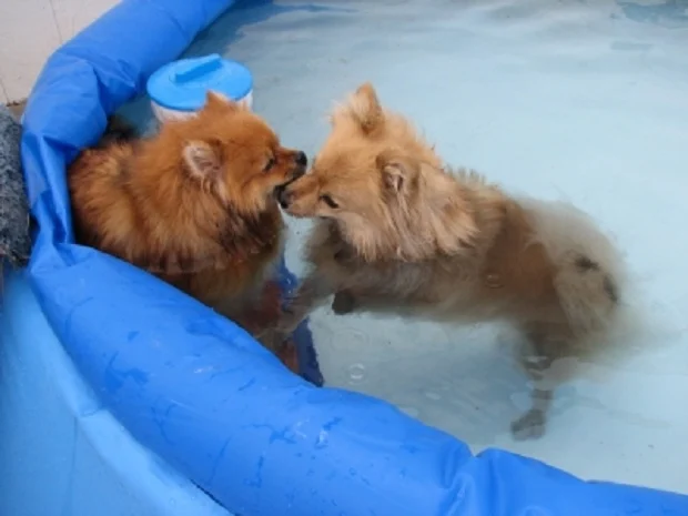 cute dog