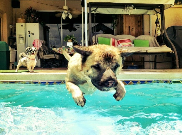cute dog