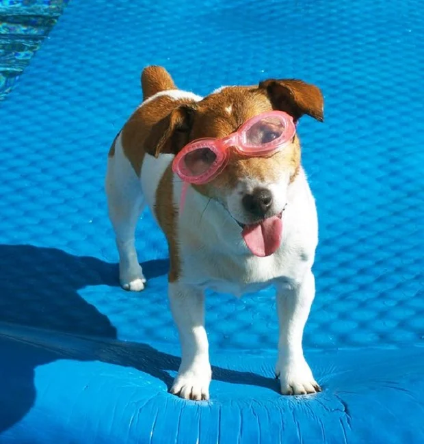 cute dog