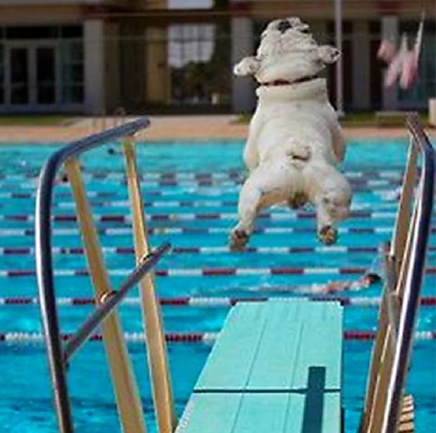 cute dog