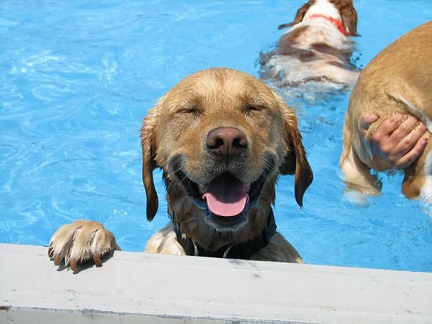 cute dog