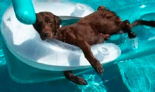 cute dog