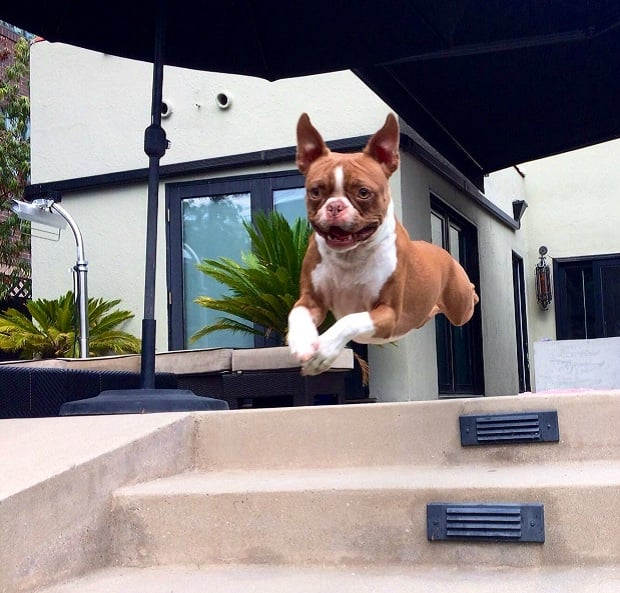 cute dog