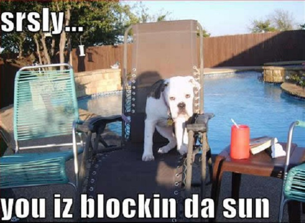 cute dog