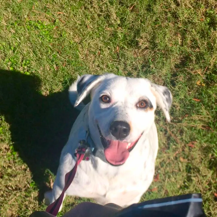smile dog