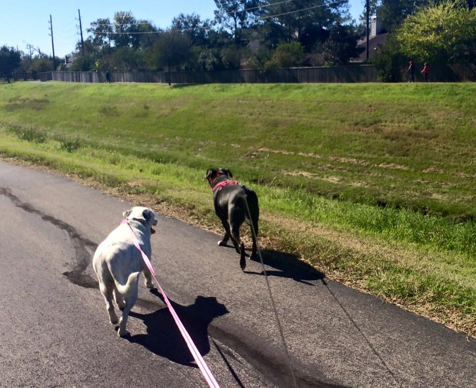 dog friendship