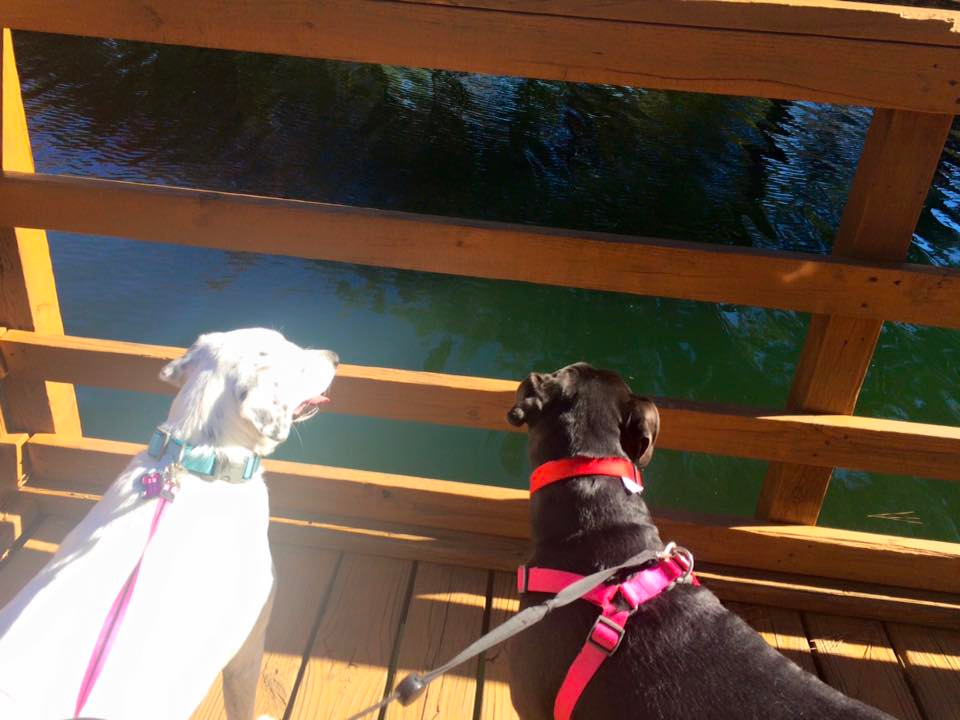 dog friends