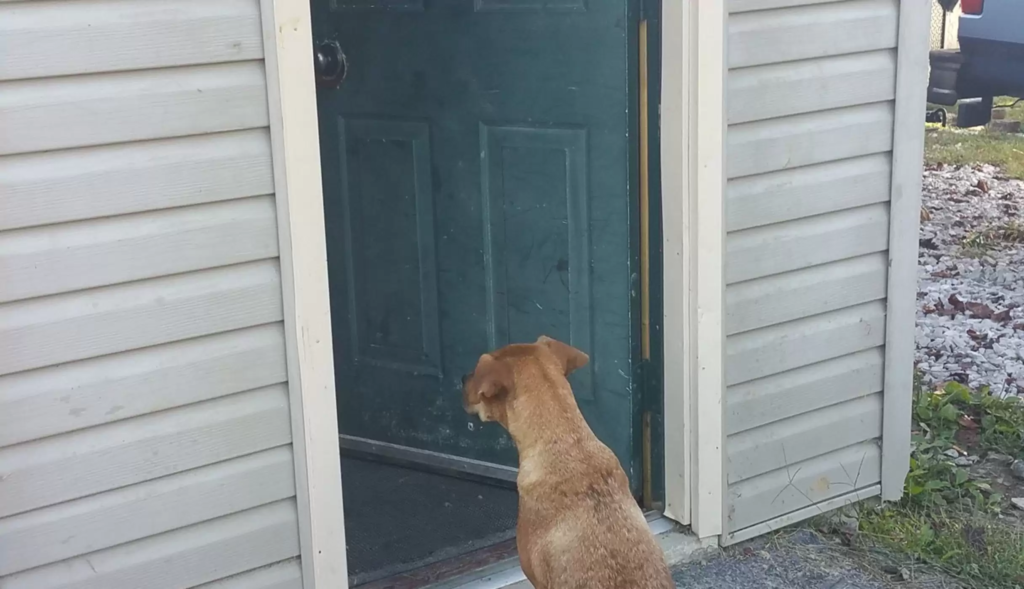 rescue cute dog
