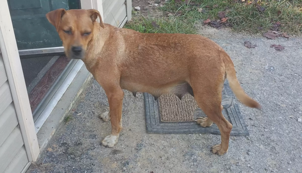 rescue cute dog