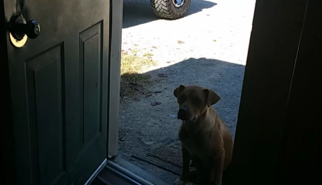 cute dog