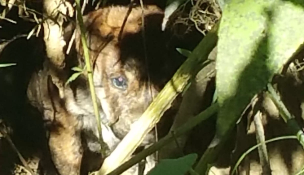 cute dog