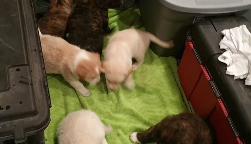 cute dog