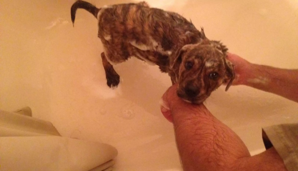 cute dog