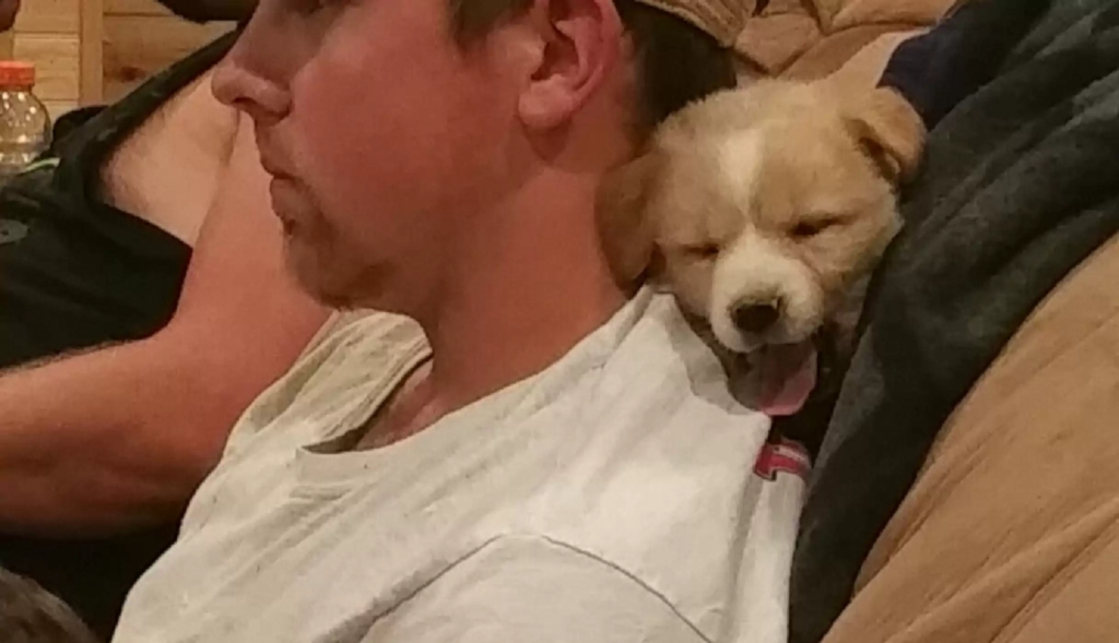 cute dog
