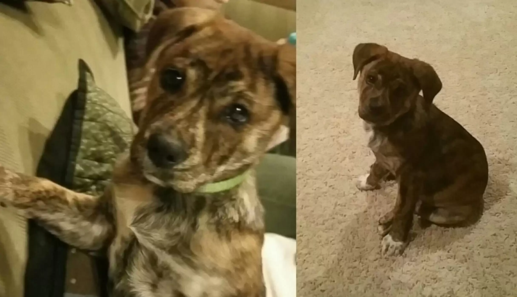 cute dog