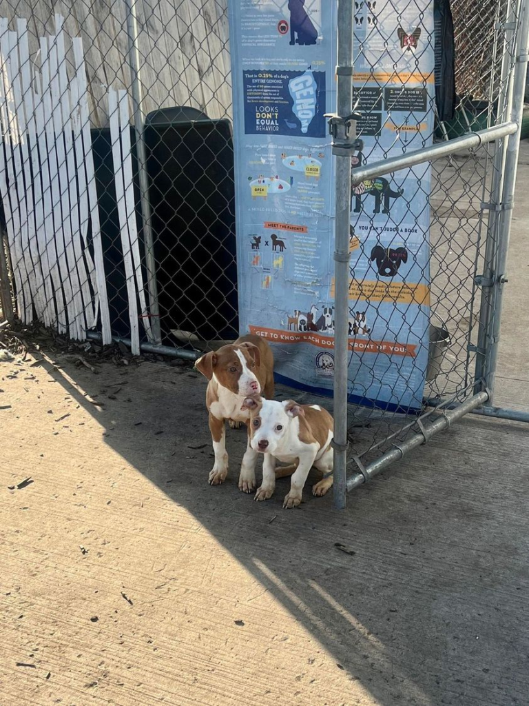 dog story