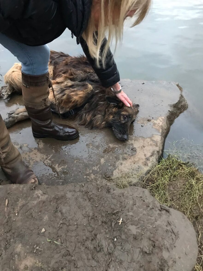 rescue dog story