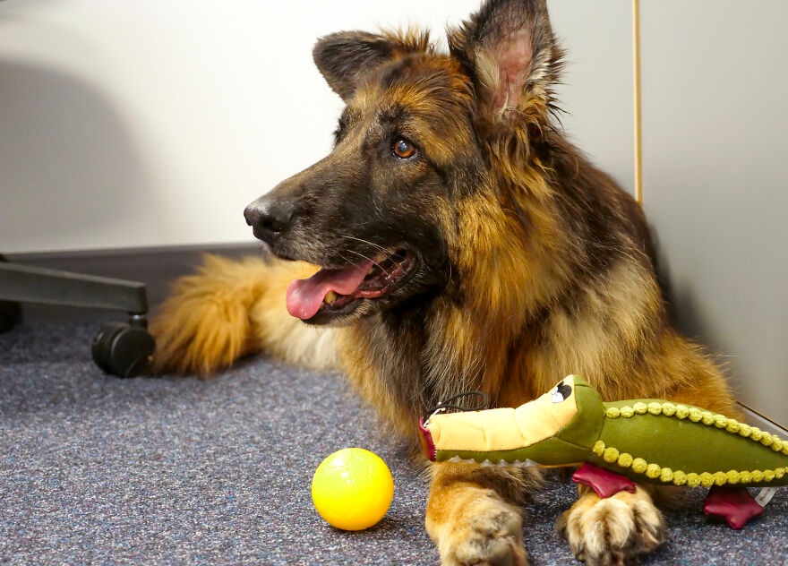 cute dog