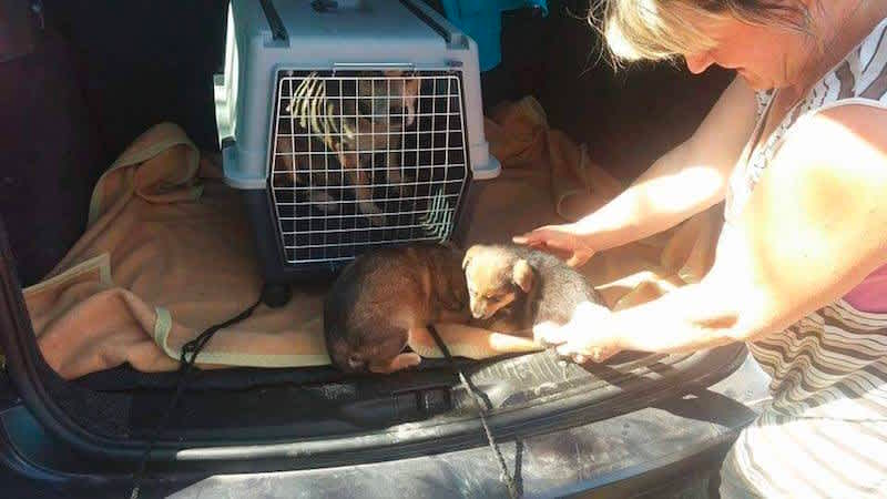emotional dog story