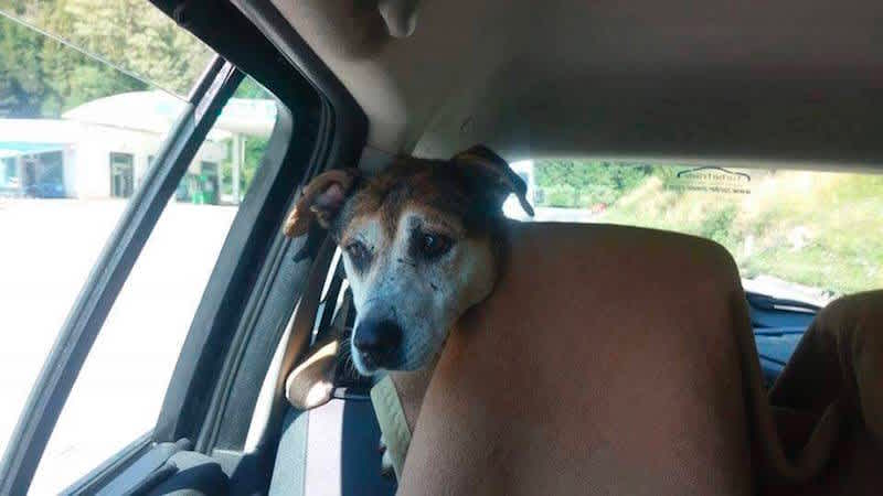 cute dog story