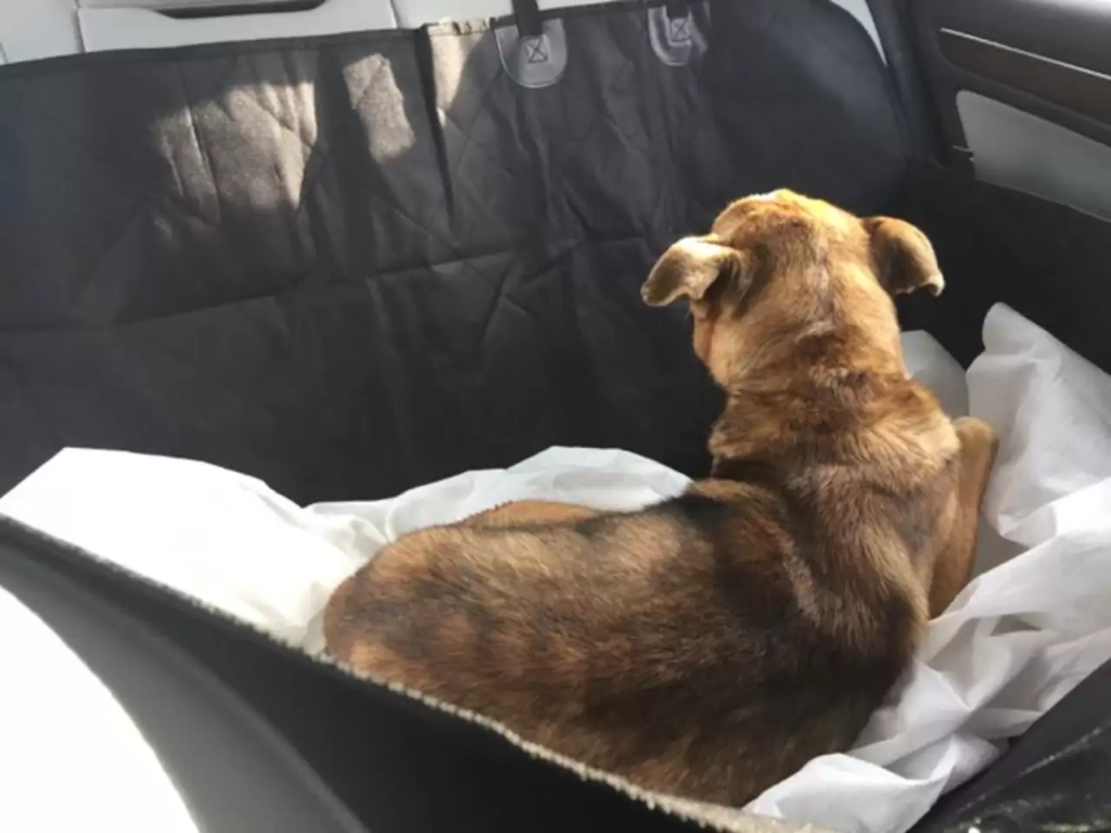 emotional dog story