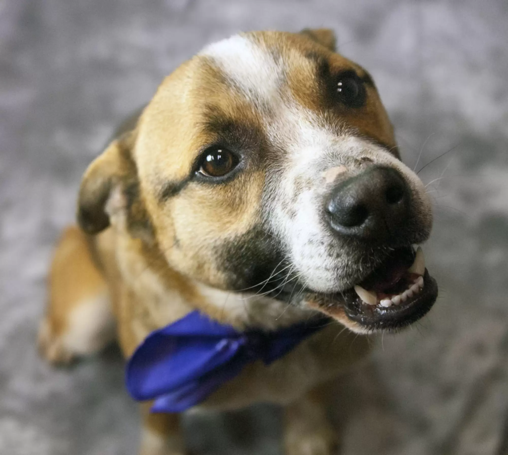 dog story melt you