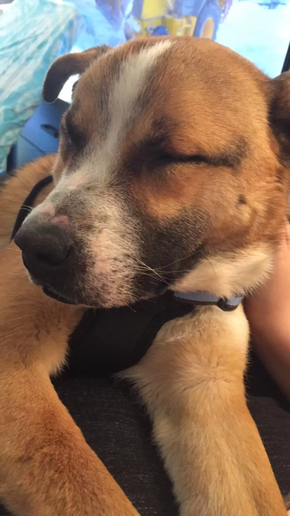 cute dog story
