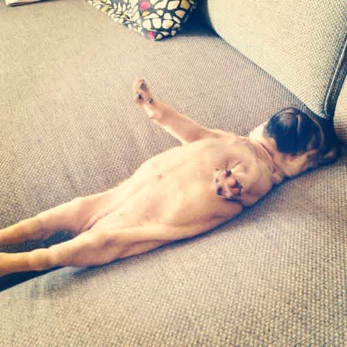 cute sleepy dog