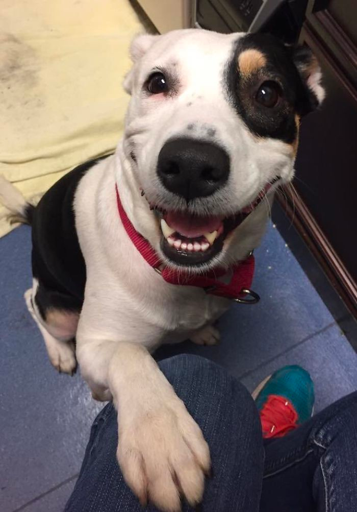 cute dog