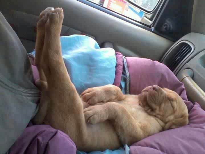 my puppy is so cute