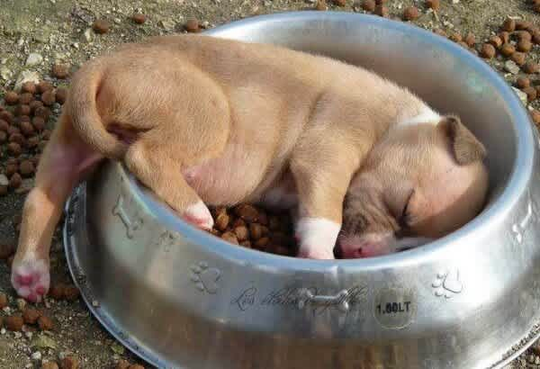 cute sleeping dog