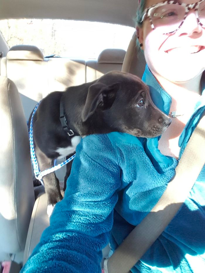 cute dog