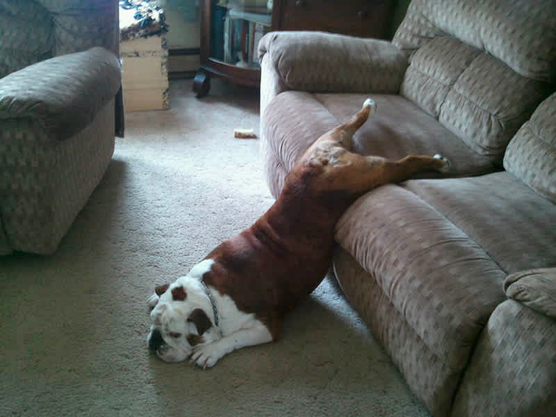 how cute dog is. check it out