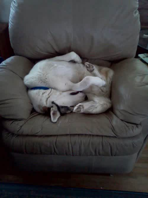 how cute dog is