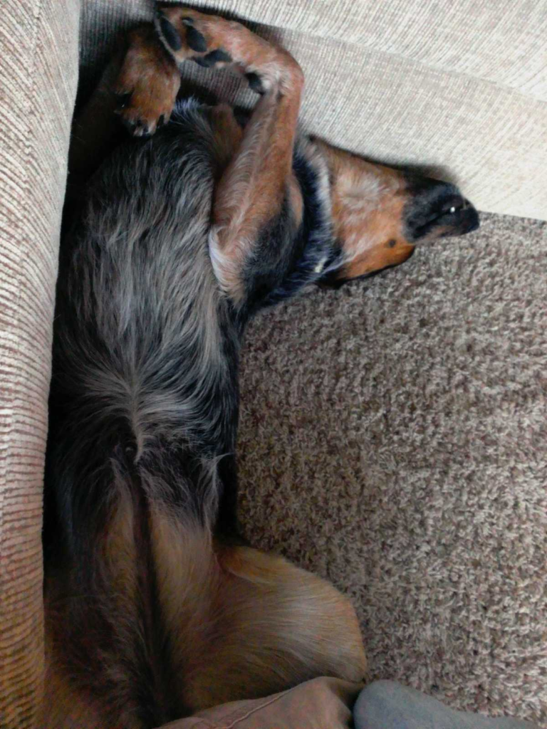 sleeping dog