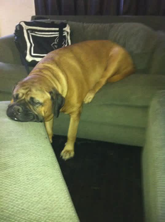cute dog